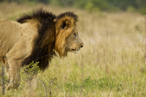 Lion stalking