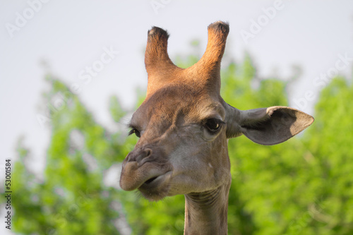 giraffe s head in the nature