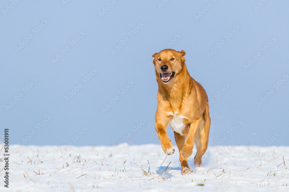 Brauner Mischlingshund im Schnee