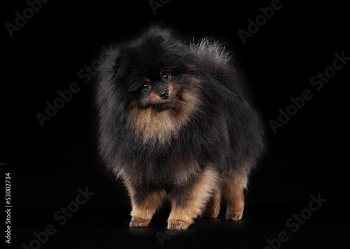 Pomeranian puppy on black gradient background