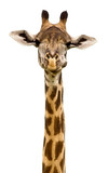 Giraffe head Isolated