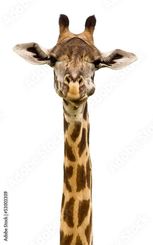 Giraffe head Isolated