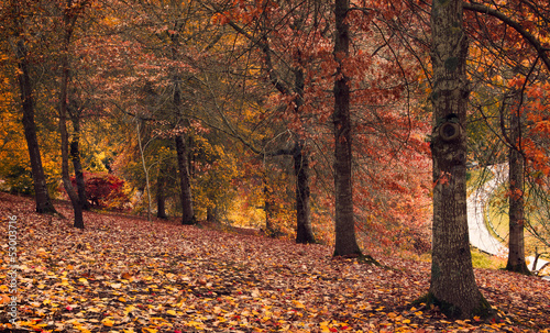 Autumn Stroll