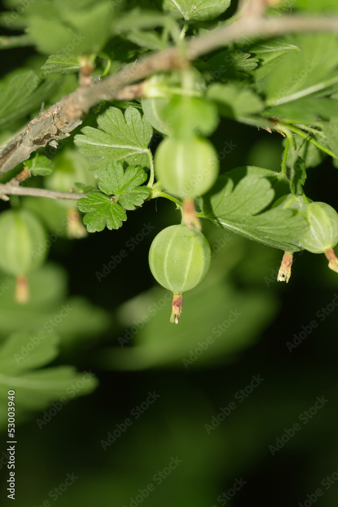 Green gooseberries on nature. macro