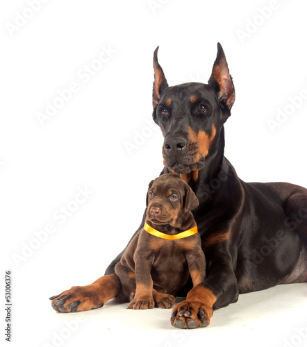 Doberman dog with puppy