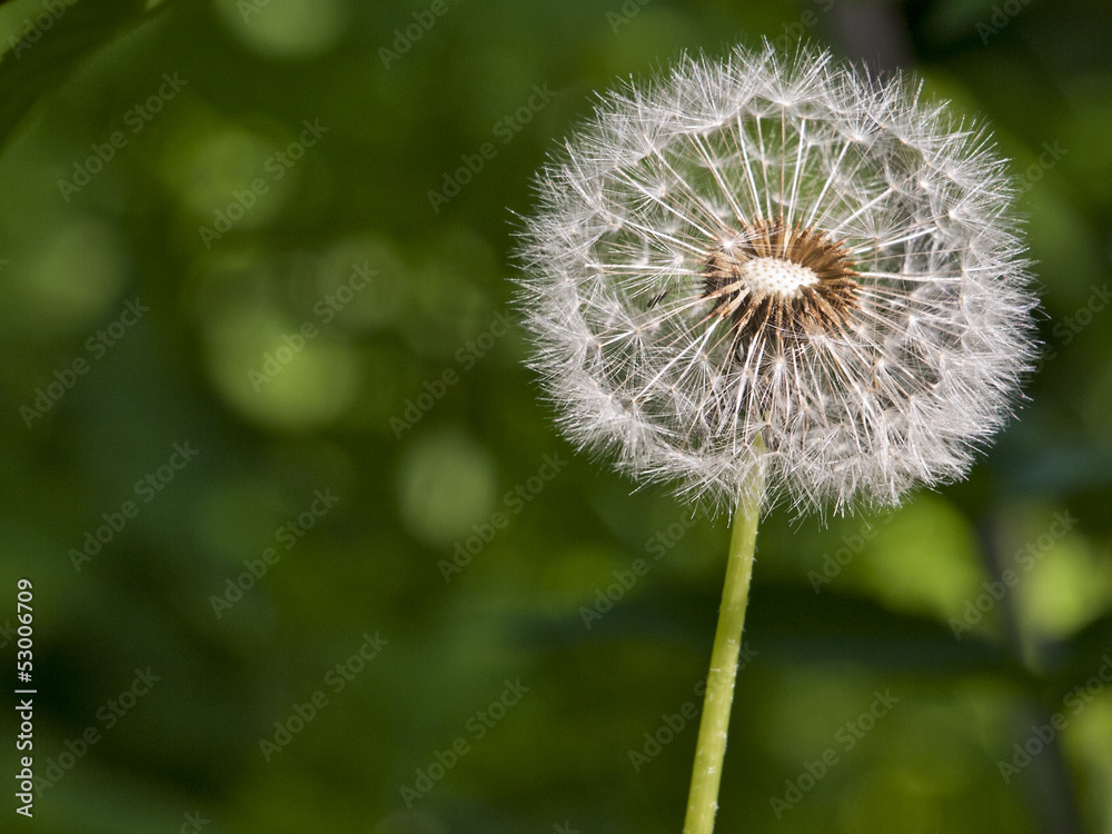 Fototapeta premium Одуванчик