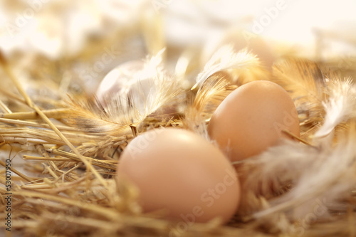 fresh eggs in a nest photo