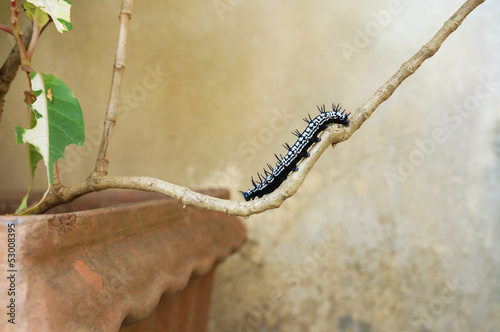 Black and white caterpillar climbing on a branch