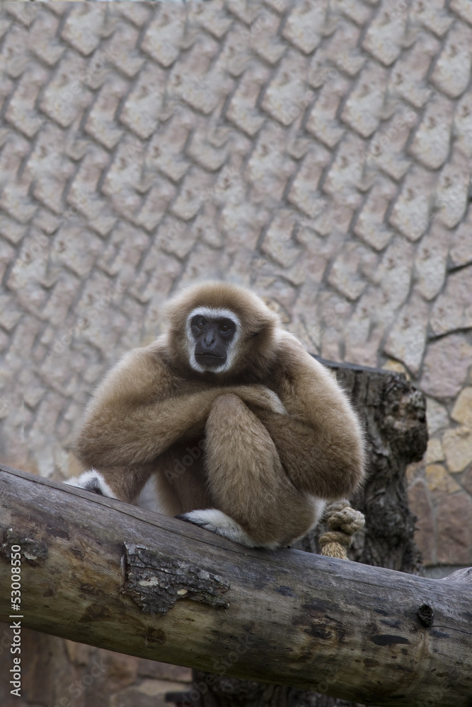 Obraz premium the gibbon sits having reflected