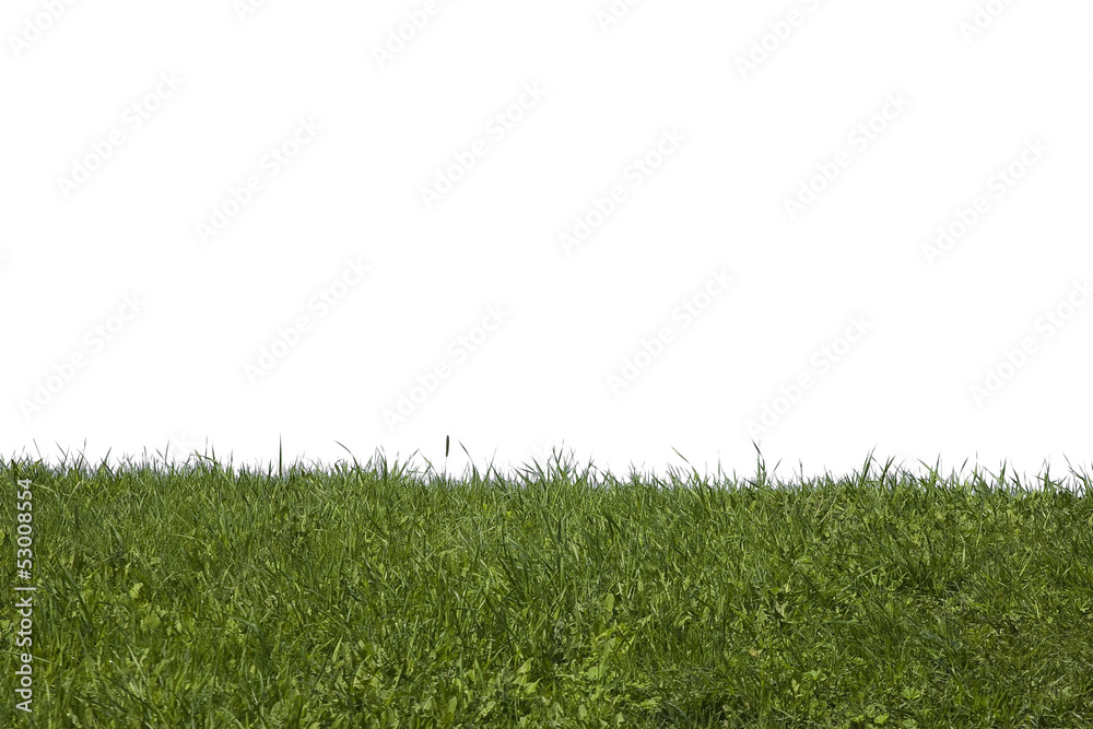 grass on a white background