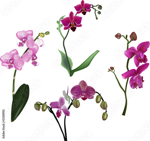 set of pink orchids with leaves
