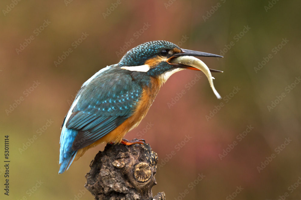 Fototapeta premium Kingfisher eating a fish