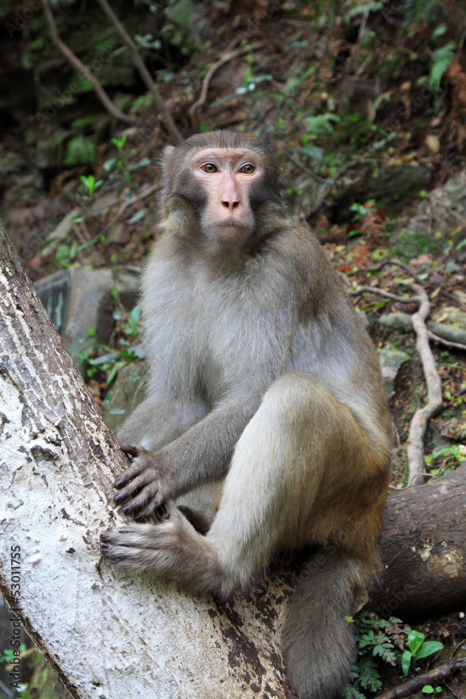Monkey in Zhangjiajie National Geological Park Monkey in Zhangjiajie National Geological Park