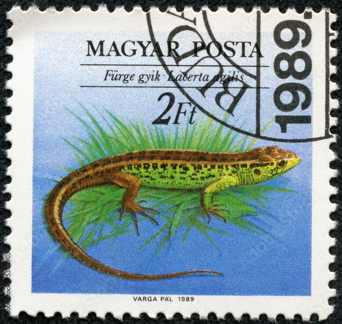 stamp printed in Hungary shows Sand Lizard  Lacerta agilis 