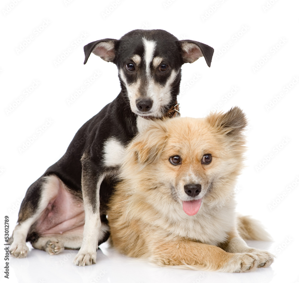 Two friendly dogs. isolated on white background