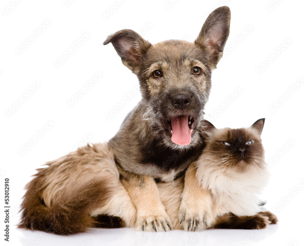 puppy and siamese cat together. isolated on white background