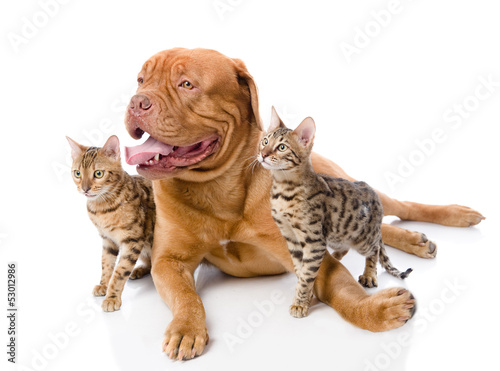 Dogue de Bordeaux  French mastiff  and Bengal cats 