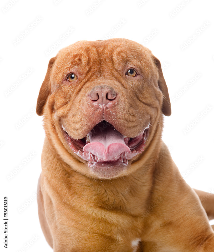 Dogue de Bordeaux in front. looking at camera. isolated on white Dogue de Bordeaux in front. looking at camera. isolated on white