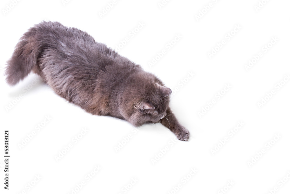 Fototapeta premium Playing cat in action