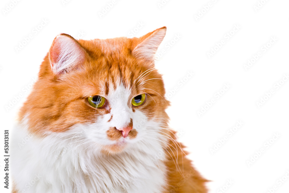 Portrait of orange and white cat
