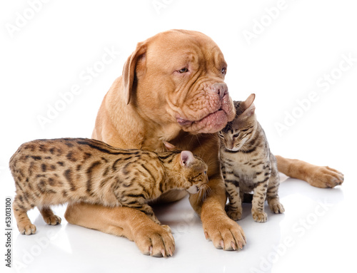 Fototapeta Naklejka Na Ścianę i Meble -  Dogue de Bordeaux (French mastiff) and Bengal cats 