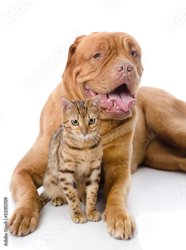 Dogue de Bordeaux  French mastiff  and leopard cat 