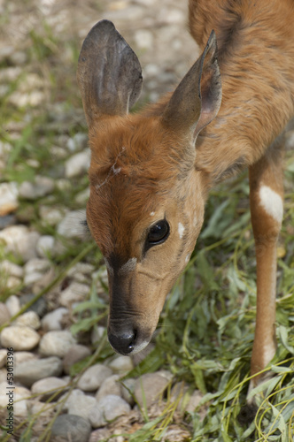 Antilope