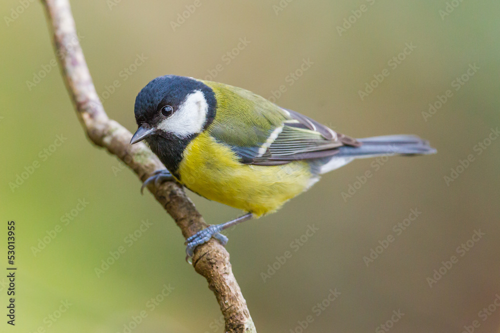 Naklejka premium Great Tit, Parus major