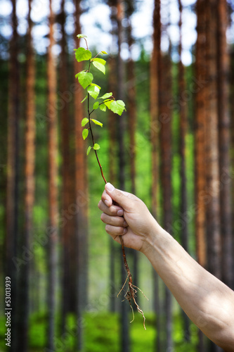 Entwurzeltes Bäumchen