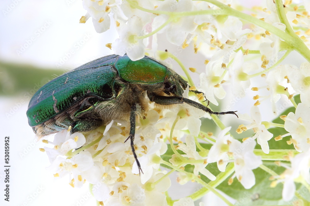 Fototapeta premium Rose chafer (Сetonia aurata) on flowers of elderberry