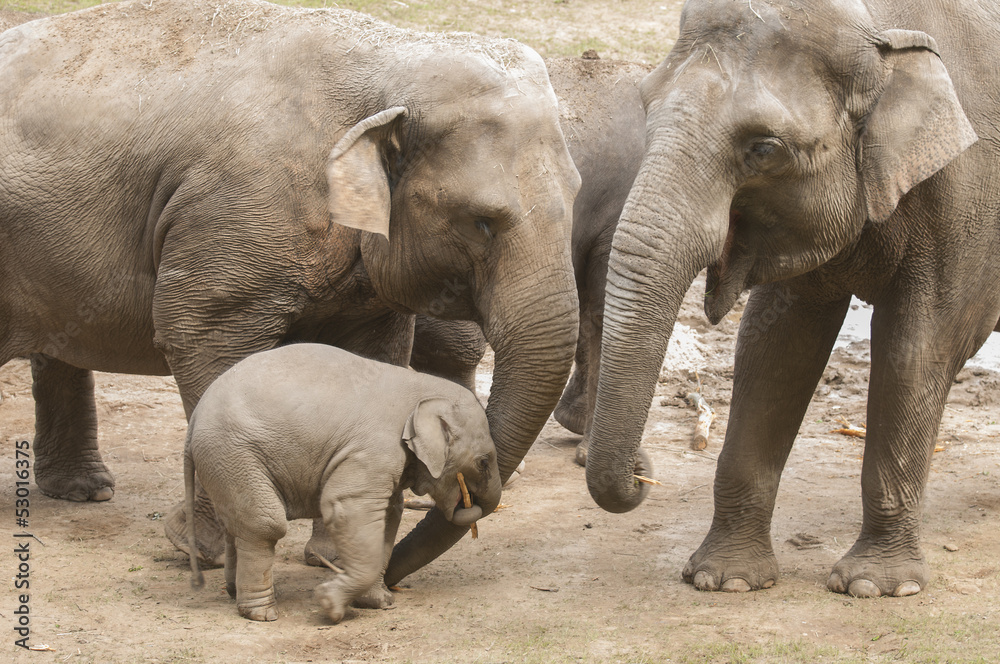 Fototapeta premium Elephants
