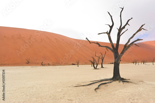 Dead Vlei  Sossusvlei  Namib desert  Namibia  Africa