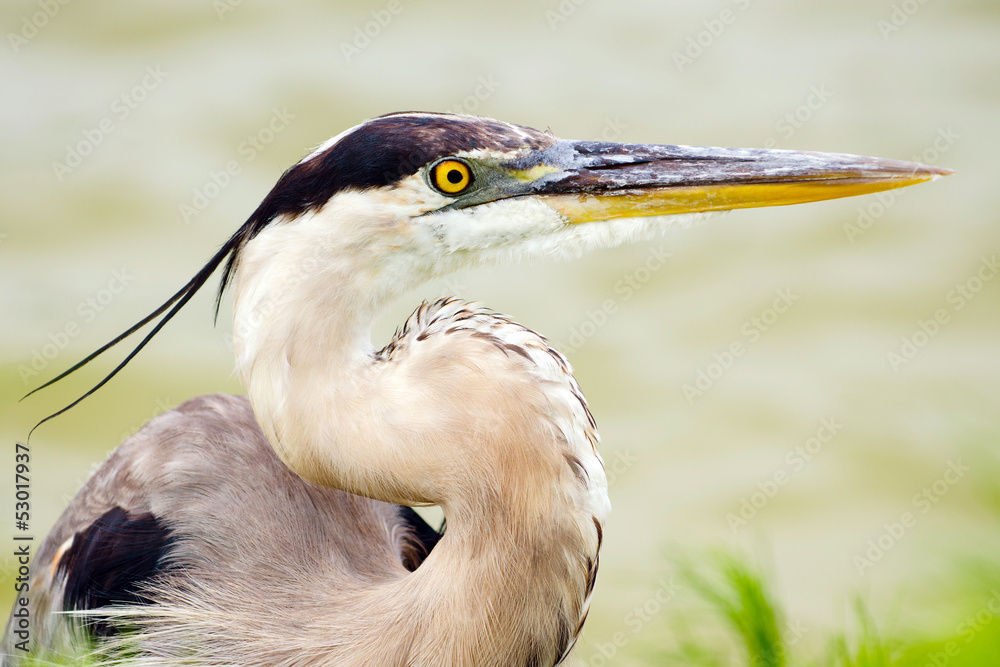 Close up portrait of great blue heron, Ardea herodias Close up portrait of great blue heron, Ardea herodias