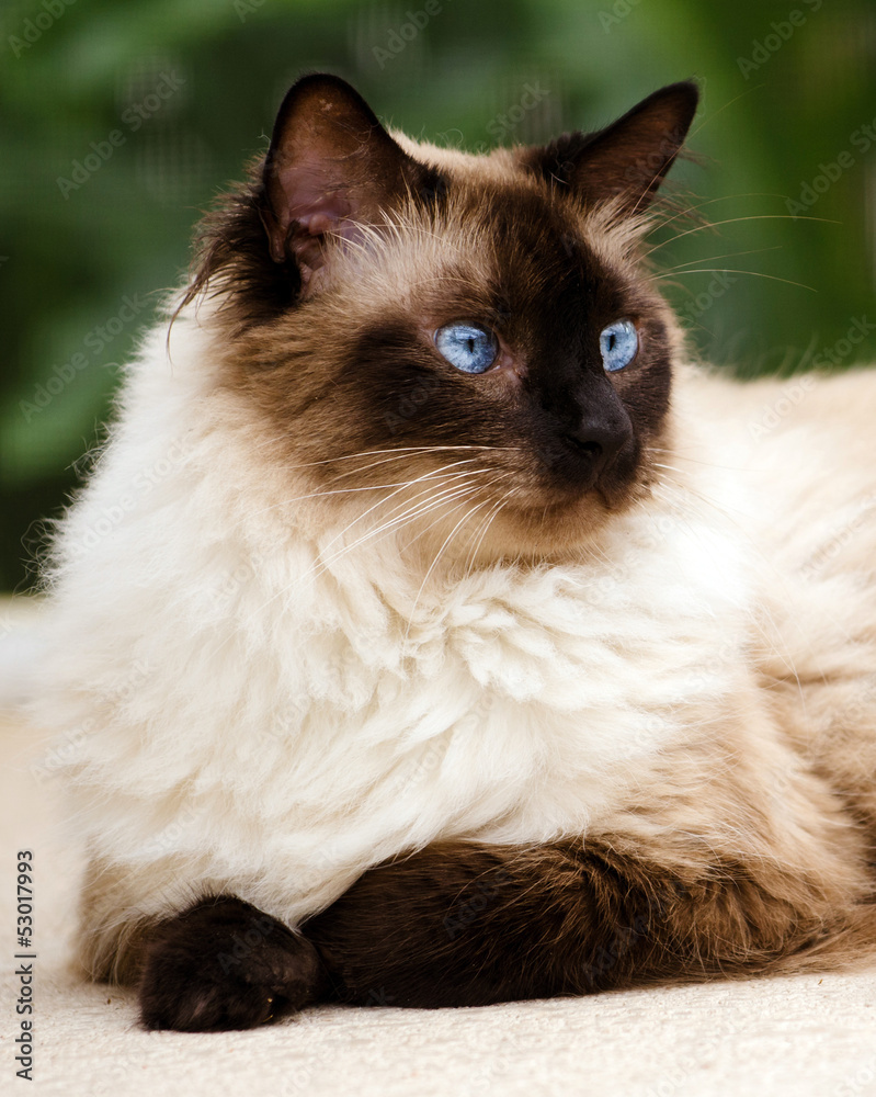Portrait of Himalayan cat