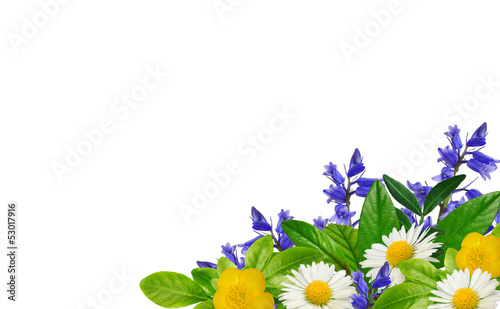 Daisies, blue and yellow wild flowers and green leaves