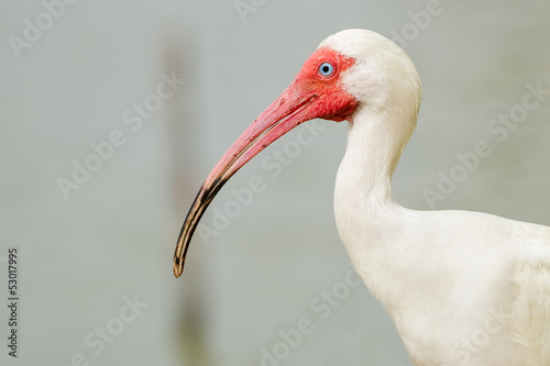 Close up portrait of white ibis, Eudocimus albus photo