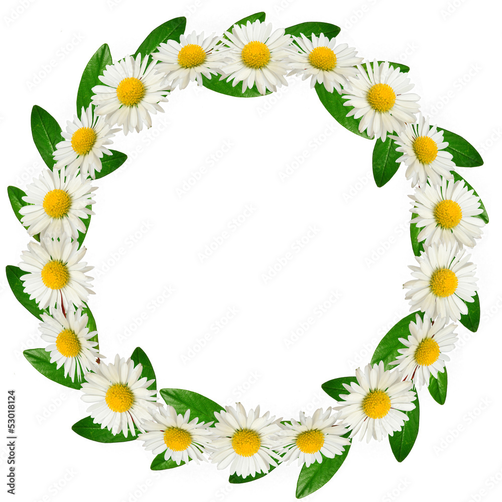 Circle frame of daisies and green leaves Circle frame of daisies and green leaves