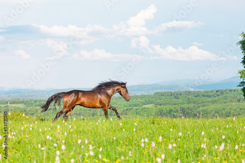 Bay Arab racer on a meadow against mountains
