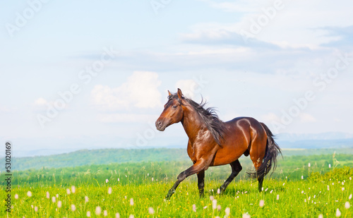 bay horse skips on a meadow against mountains