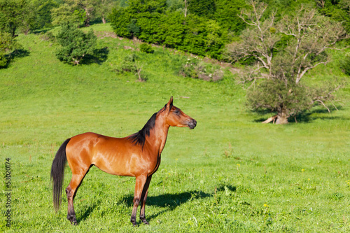 red Arab horse costs on a green meadow
