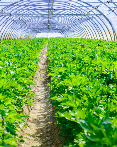 Photography growing vegetables in a greenhouse