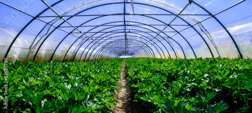 Interior of Greenhouse for celery cultivation