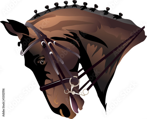 a horse's head in full harness