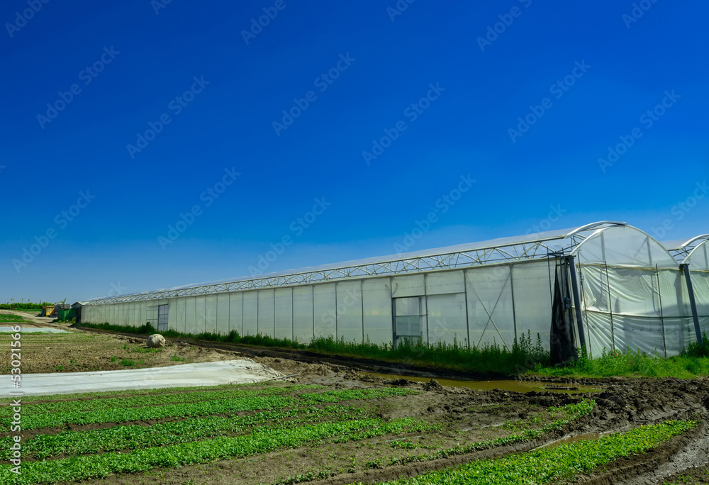 greenhouse for growing fruit and vegetables