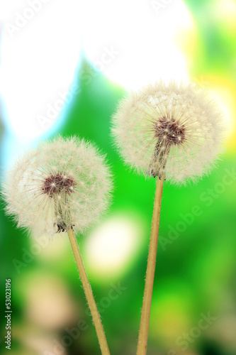 Dandelions on bright background