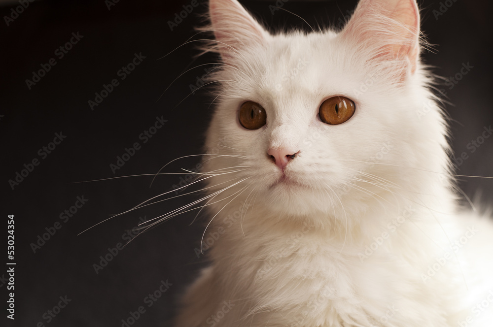 Adorable white Persian cat