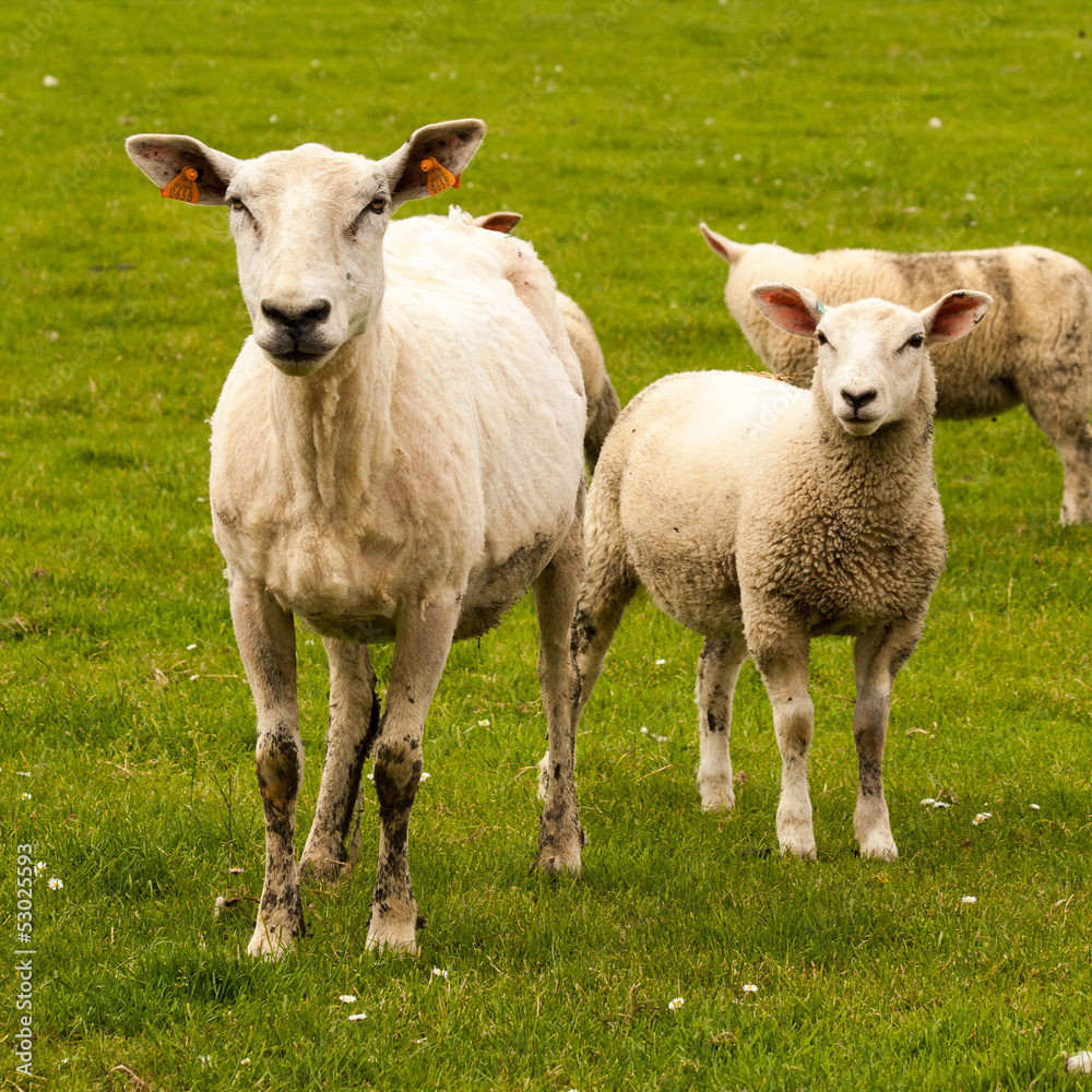 Sheep and lamb Sheep and lamb