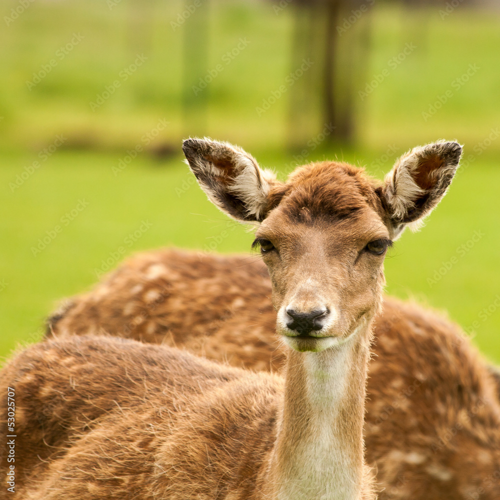 Nice looking fawn in the sun