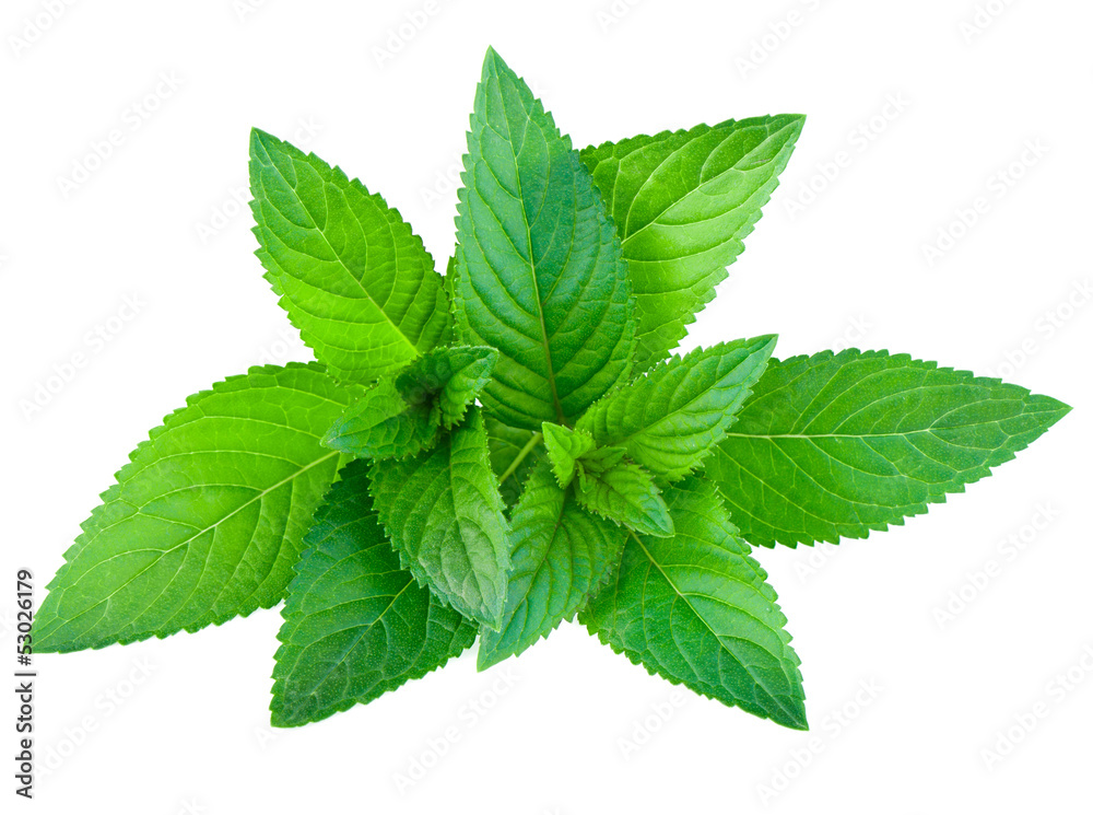 Fresh green mint isolated on white Fresh green mint isolated on white