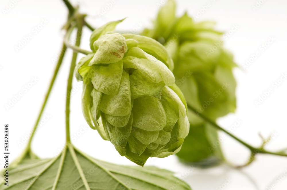 Hop cone and leaves on white background Hop cone and leaves on white background